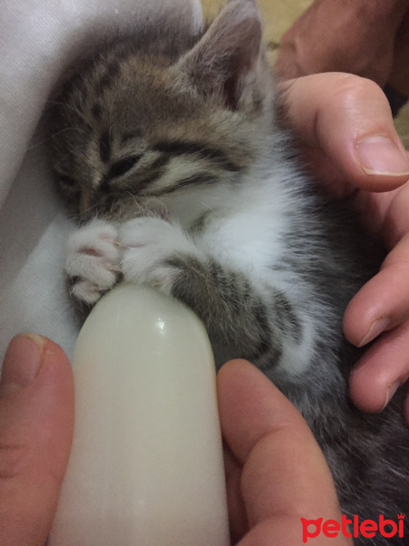 Tekir Kedi, Kedi  pompiş fotoğrafı