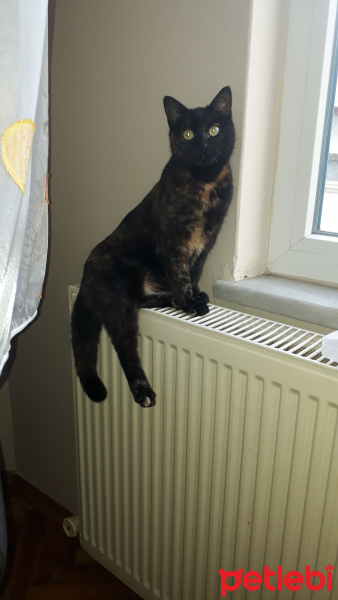 Tekir Kedi, Kedi  Acilll yuva fotoğrafı