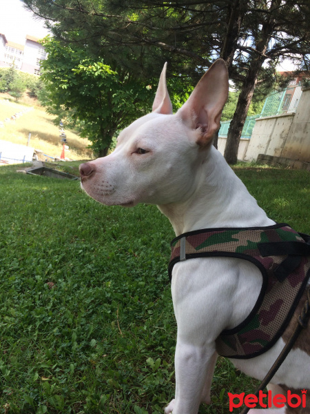 Amerikan Staffordshire Terrier, Köpek  vina fotoğrafı