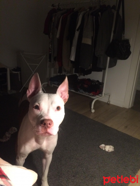 Amerikan Staffordshire Terrier, Köpek  vina fotoğrafı