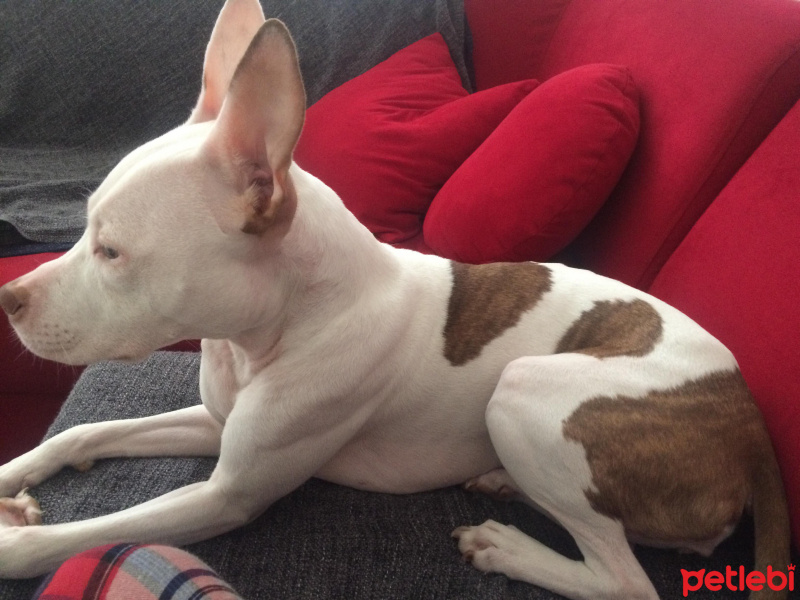 Amerikan Staffordshire Terrier, Köpek  vina fotoğrafı