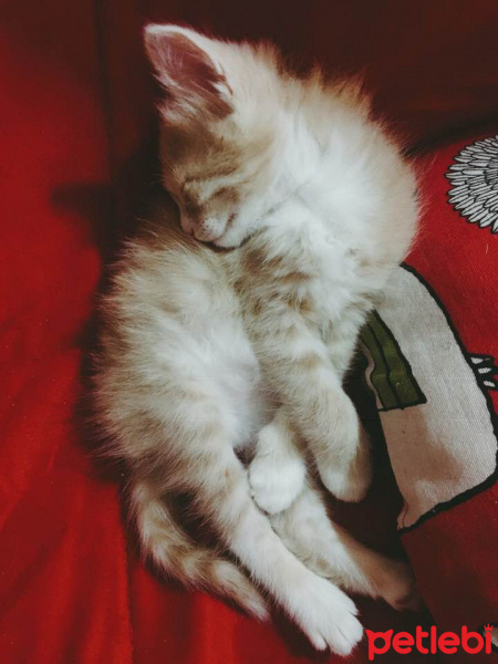 Tekir Kedi, Kedi  Maşa - Pudra - Geyşa - Yoda fotoğrafı