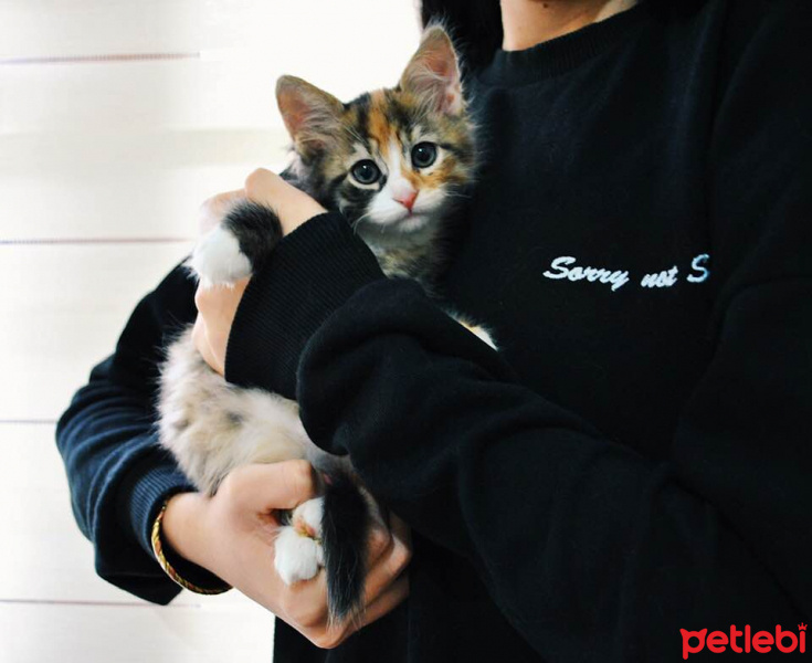 Tekir Kedi, Kedi  Maşa - Pudra - Geyşa - Yoda fotoğrafı