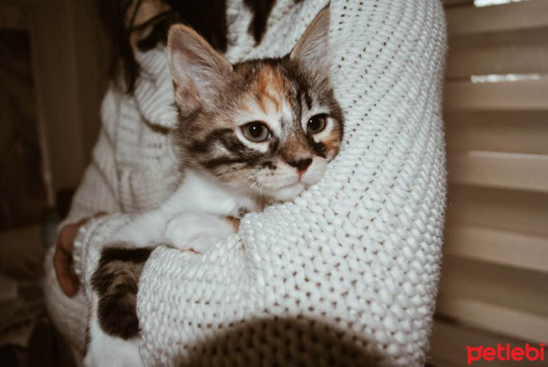 Tekir Kedi, Kedi  Maşa - Pudra - Geyşa - Yoda fotoğrafı