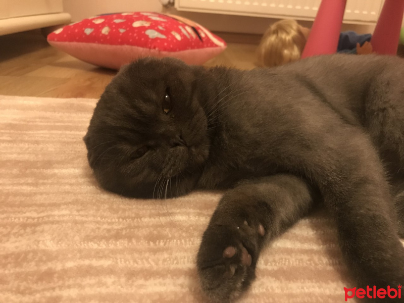 Scottish Fold, Kedi  Leon fotoğrafı