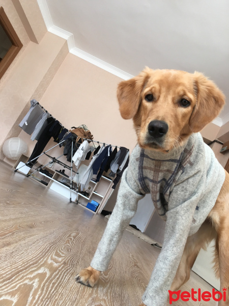 Golden Retriever, Köpek  Lora fotoğrafı