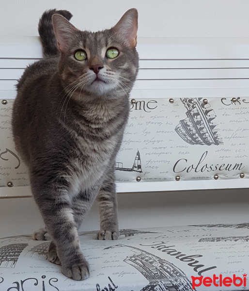 Tekir Kedi, Kedi  Peter fotoğrafı