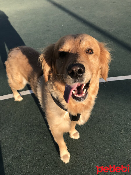 Golden Retriever, Köpek  Gofret fotoğrafı