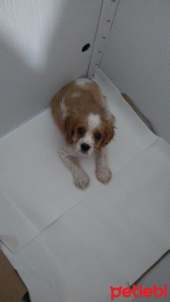 Cavalier King Charles Spanieli, Köpek  Ateş fotoğrafı