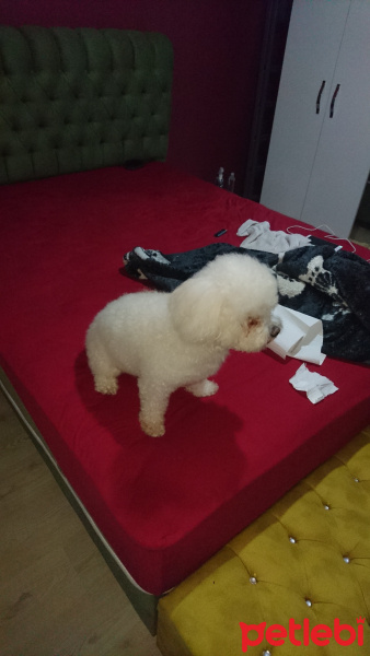Bichon Frise, Köpek  Paşa fotoğrafı