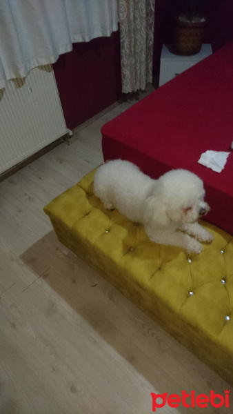 Bichon Frise, Köpek  Paşa fotoğrafı