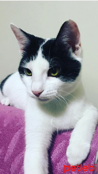 Tekir Kedi, Kedi  Pamuk fotoğrafı