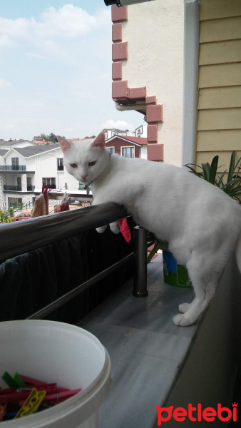 Van Kedisi, Kedi  PAŞA fotoğrafı