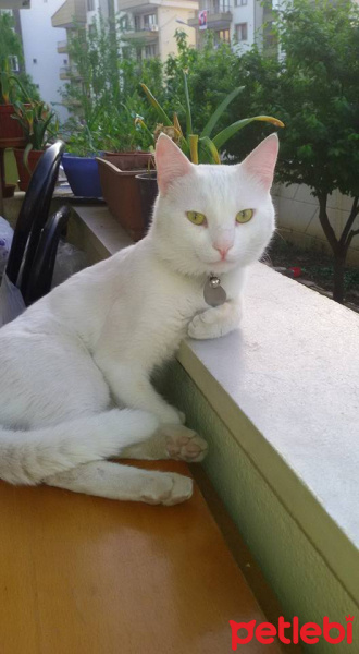 Van Kedisi, Kedi  PAŞA fotoğrafı
