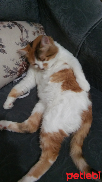 Van Kedisi, Kedi  PAŞA fotoğrafı