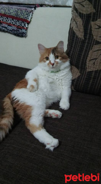 Van Kedisi, Kedi  PAŞA fotoğrafı