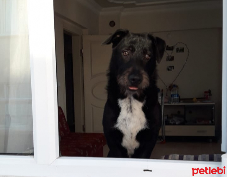 Sokö (Sokak Köpeği), Köpek  KUZEY fotoğrafı