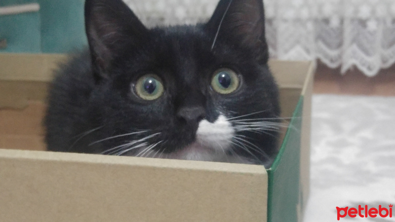 Tuxedo (Smokin) Kedi, Kedi  Lokum fotoğrafı