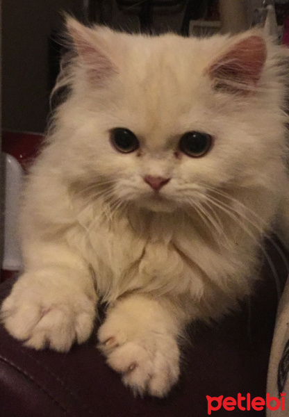 Chinchilla, Kedi  Mofy fotoğrafı