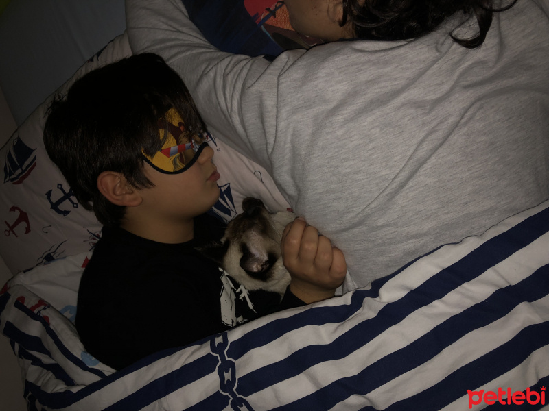 Siyam Kedisi, Kedi  Mila fotoğrafı