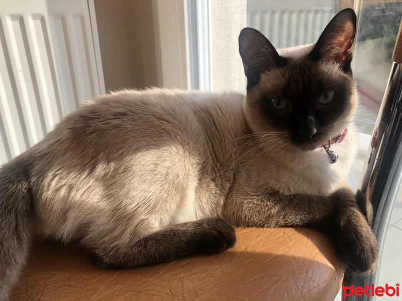 Siyam Kedisi, Kedi  Mila fotoğrafı
