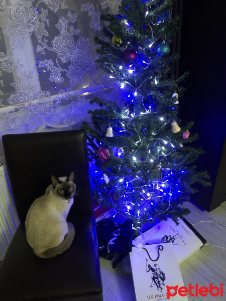 Siyam Kedisi, Kedi  Mila fotoğrafı