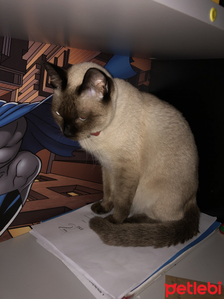 Siyam Kedisi, Kedi  Mila fotoğrafı