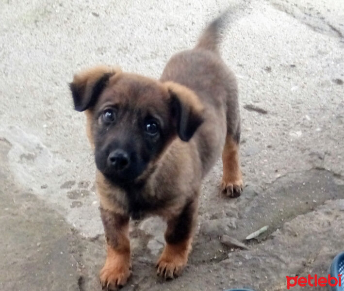 Canaan Köpeği, Köpek  Raki fotoğrafı