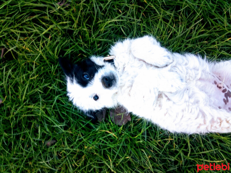 Canaan Köpeği, Köpek  Raki fotoğrafı