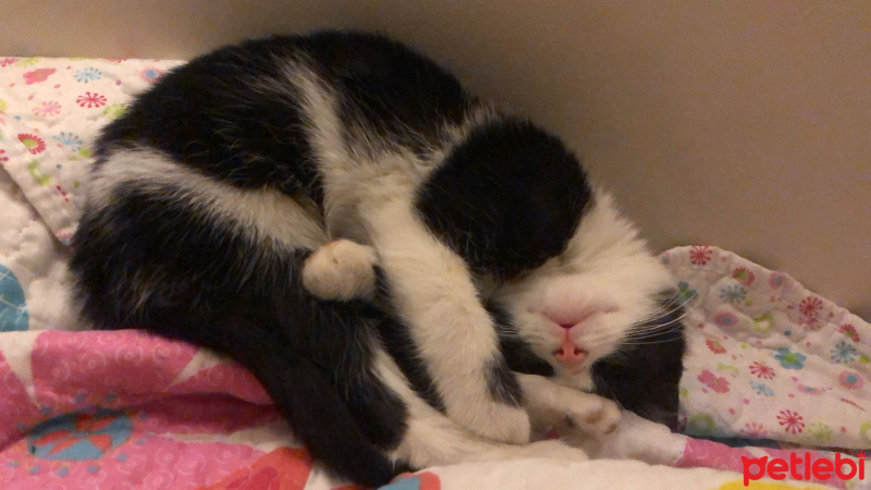 Tekir Kedi, Kedi  Minnak fotoğrafı