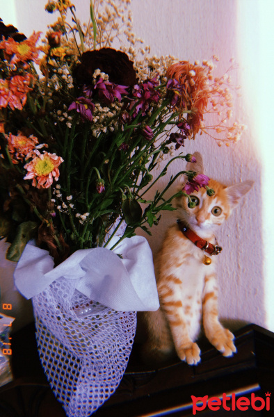 Tekir Kedi, Kedi  Suşi fotoğrafı