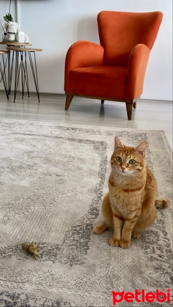 Tekir Kedi, Kedi  Suşi fotoğrafı