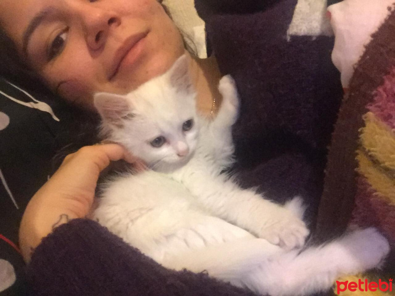 Tekir Kedi, Kedi  Buz fotoğrafı