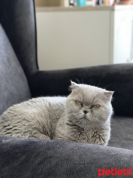 Scottish Fold, Kedi  Shelby fotoğrafı