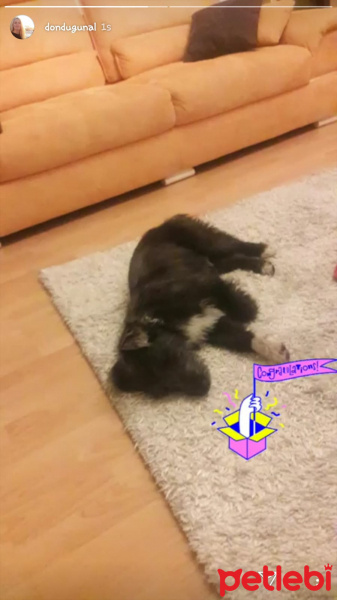 Border Terrier, Köpek  Alfa fotoğrafı