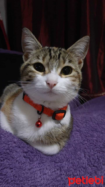 Tekir Kedi, Kedi  Michel fotoğrafı