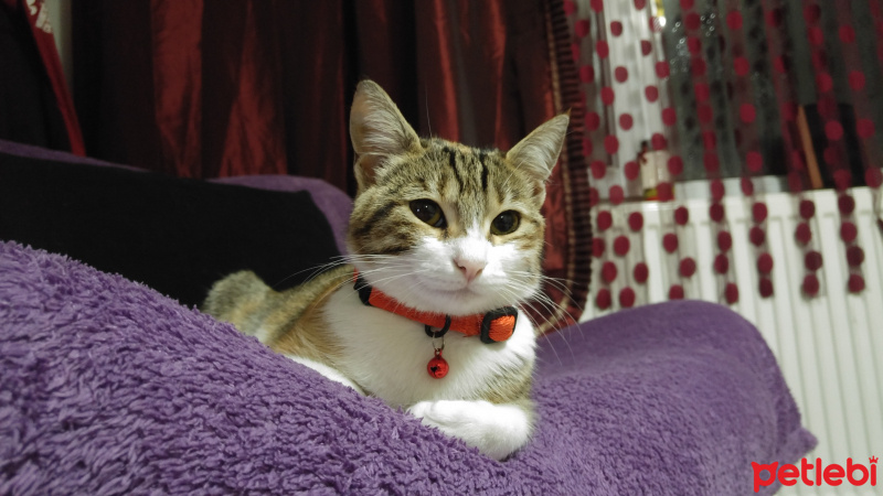 Tekir Kedi, Kedi  Michel fotoğrafı