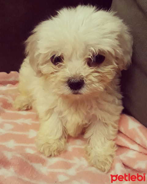 Maltese, Köpek  Bulut fotoğrafı