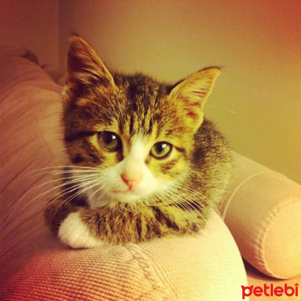 Tekir Kedi, Kedi  Alpaxx fotoğrafı