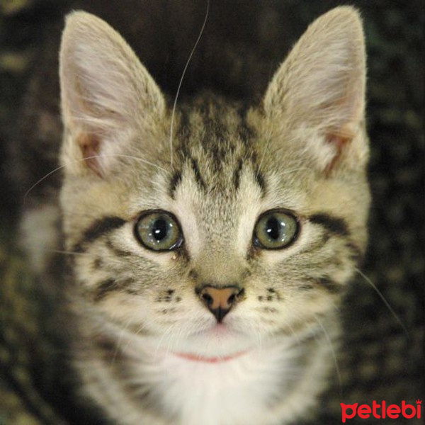 Tekir Kedi, Kedi  titan fotoğrafı