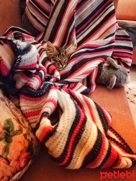 Tekir Kedi, Kedi  Alex fotoğrafı