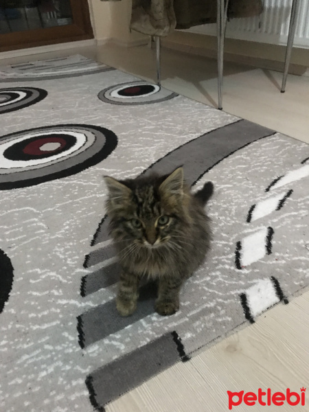 Tekir Kedi, Kedi  Alex fotoğrafı