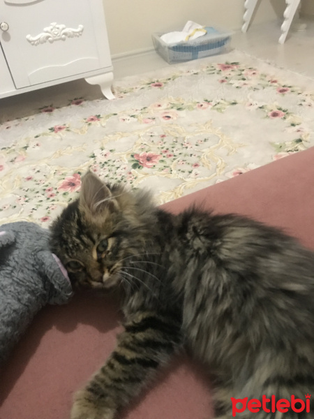 Tekir Kedi, Kedi  Alex fotoğrafı