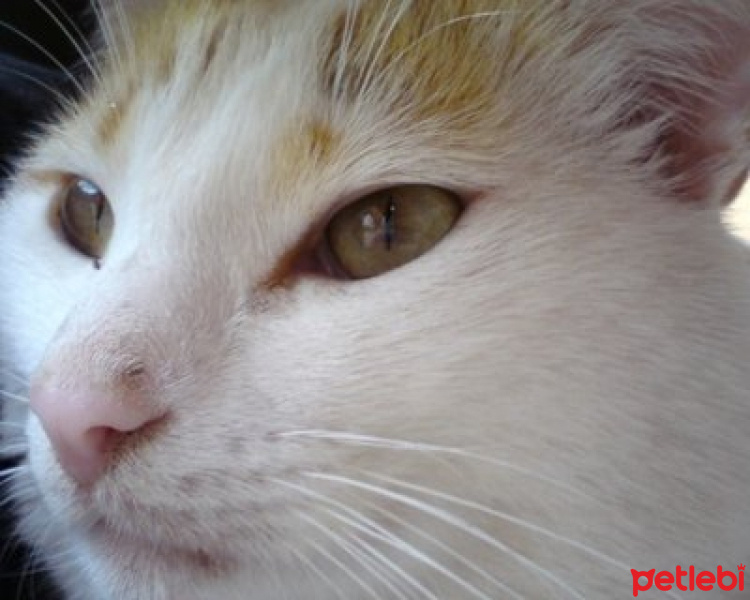 Somali, Kedi  Kral fotoğrafı
