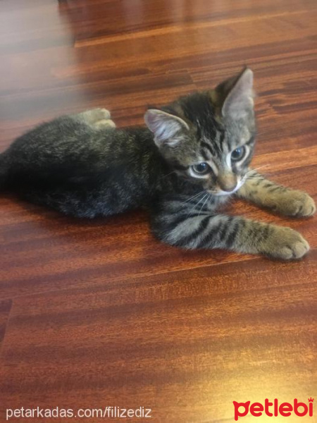 Tekir Kedi, Kedi  Tekir fotoğrafı