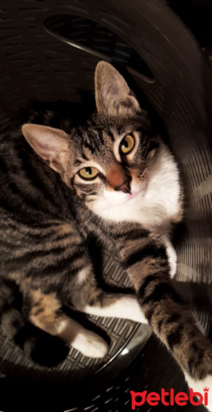 Tekir Kedi, Kedi  Sufle fotoğrafı