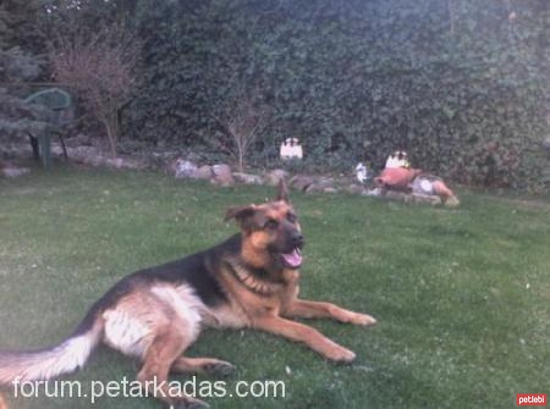 Alman Kalın Tüylü Pointer, Köpek  kurt fotoğrafı