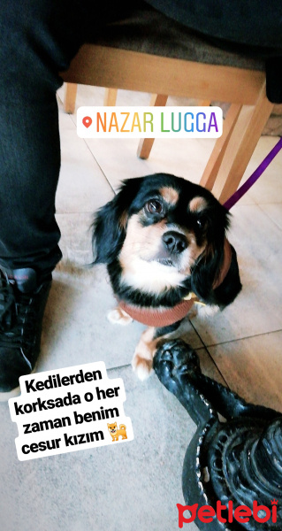 Chihuahua, Köpek  Lili fotoğrafı