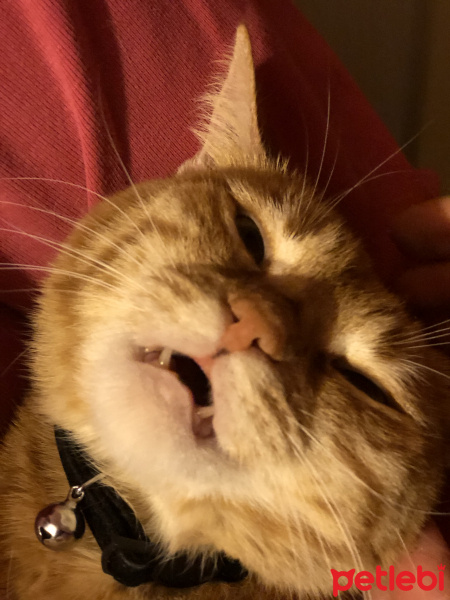 Sarman, Kedi  Hürrem fotoğrafı