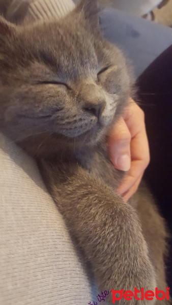 British Shorthair, Kedi  Casper fotoğrafı